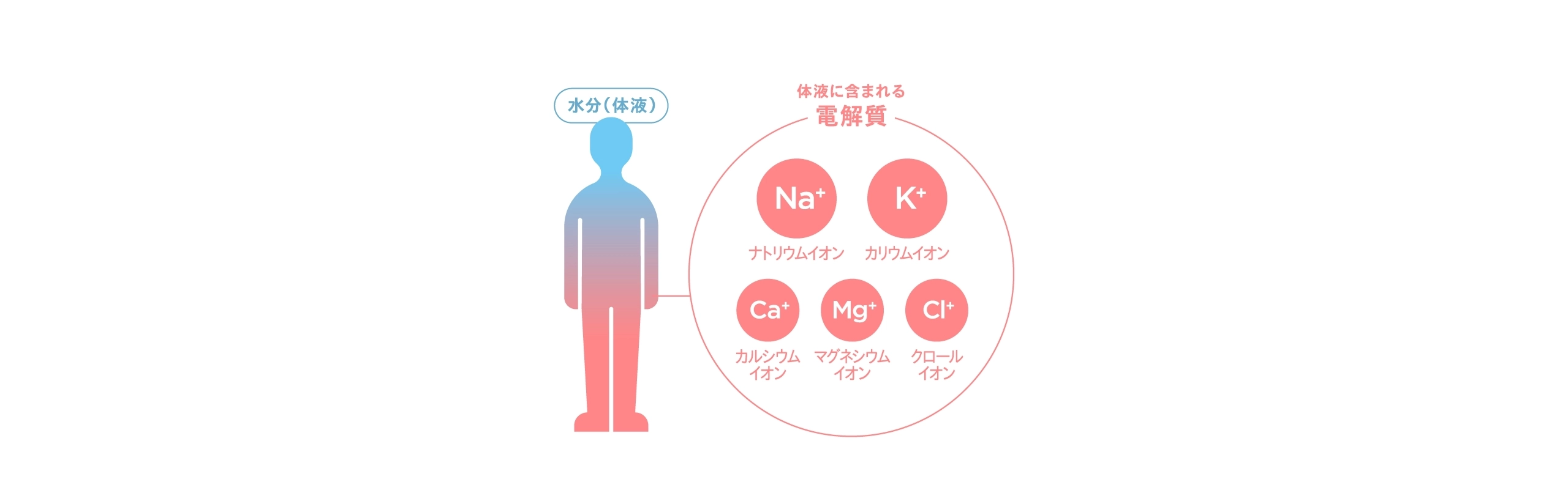 体液に含まれる電解質成分の図