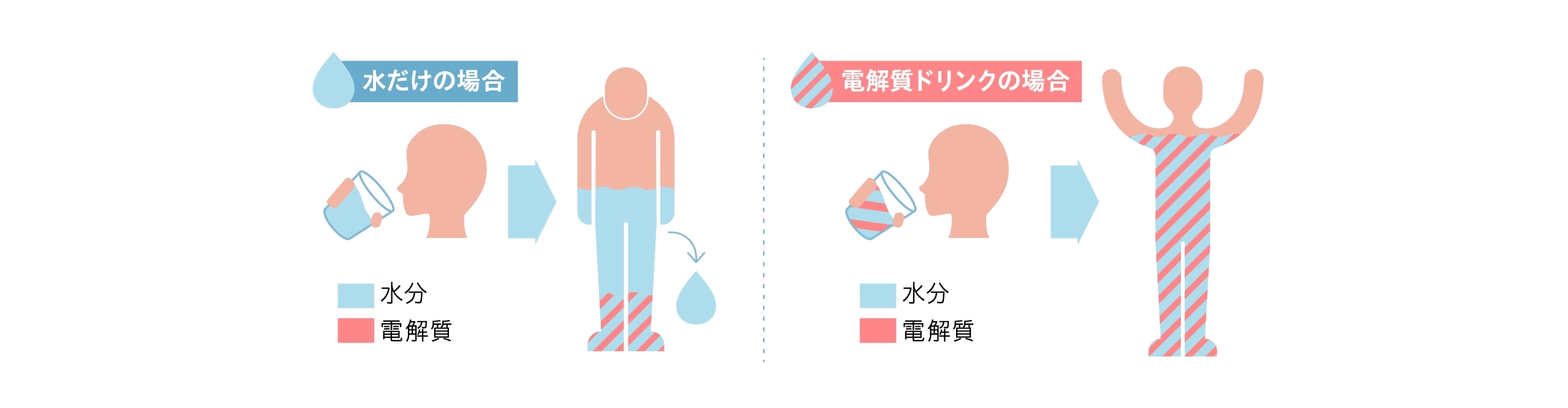 比較図。水だけの場合は体内の水分バランスが崩れ、水＋電解質の場合は体内の水分が満たされる